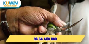 đá gà cựa dao